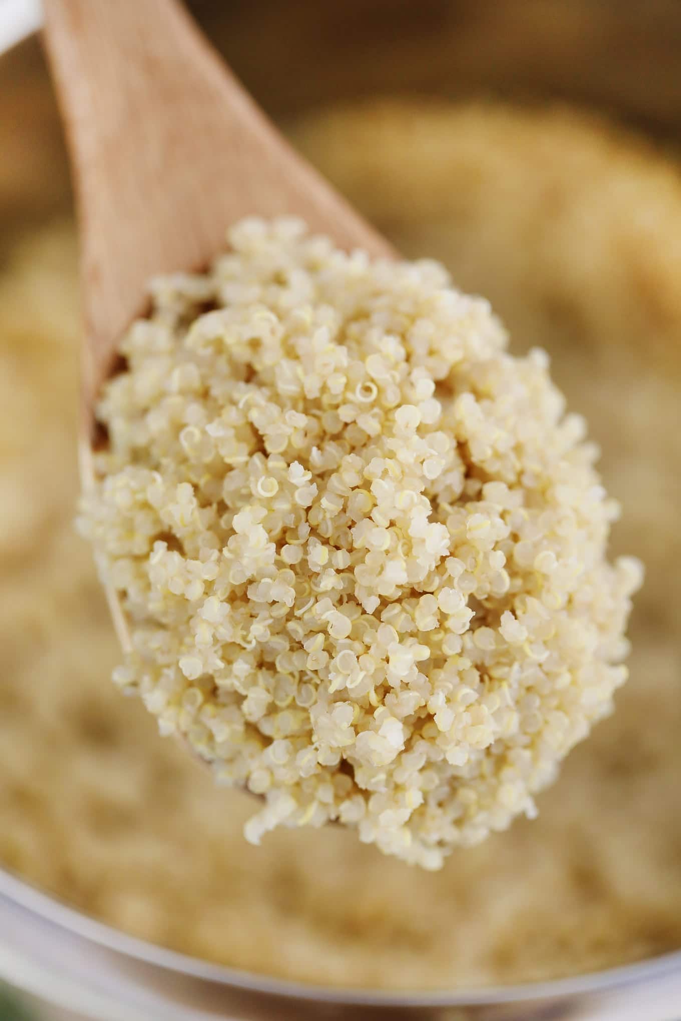 Cooked Quinoa Cooked Quinoa
